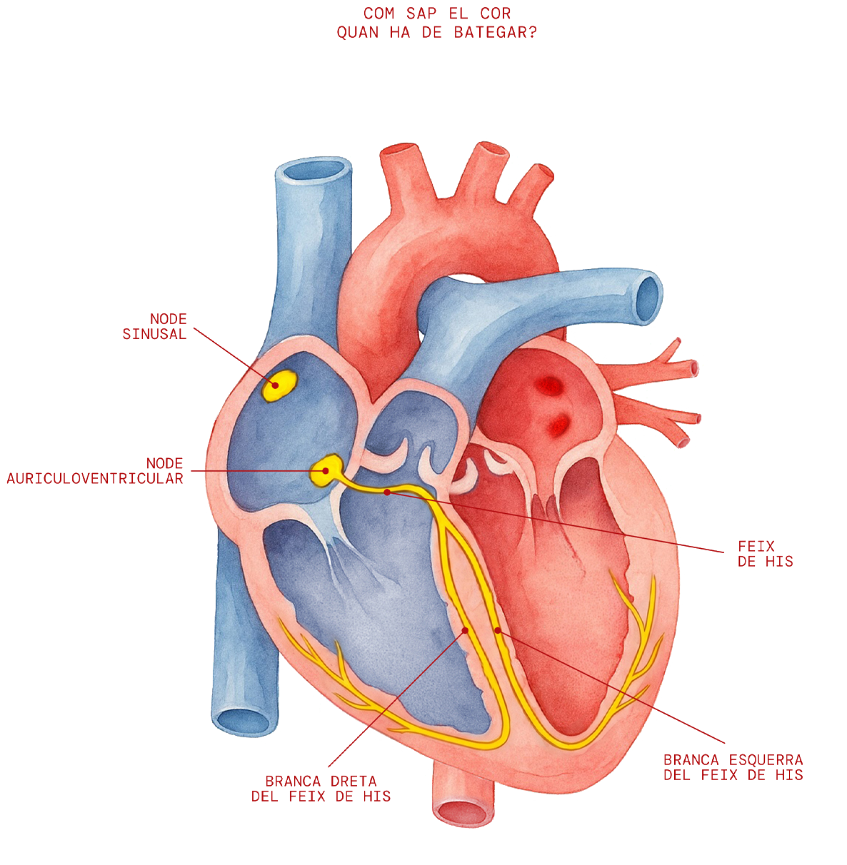 Parts del cor 2