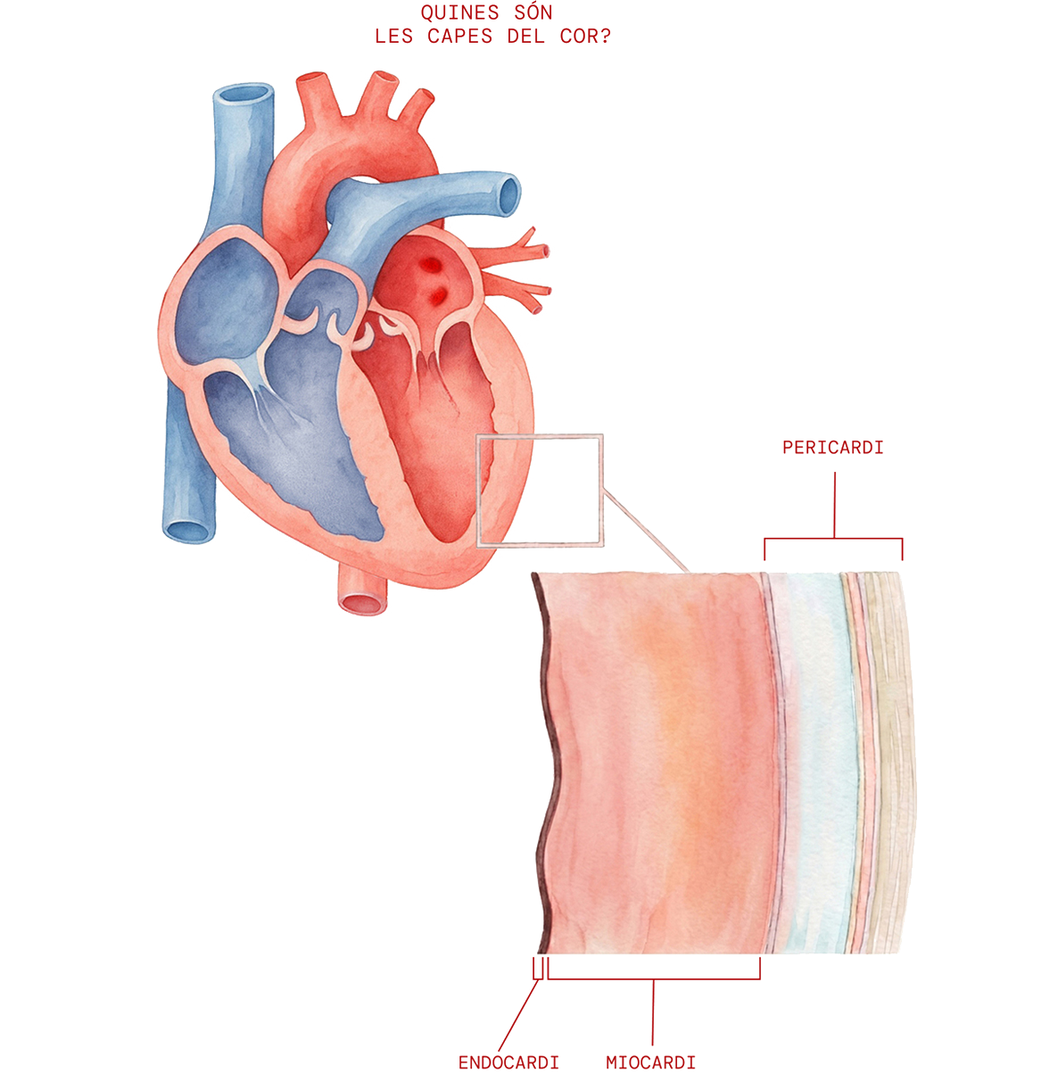 Parts del cor 3