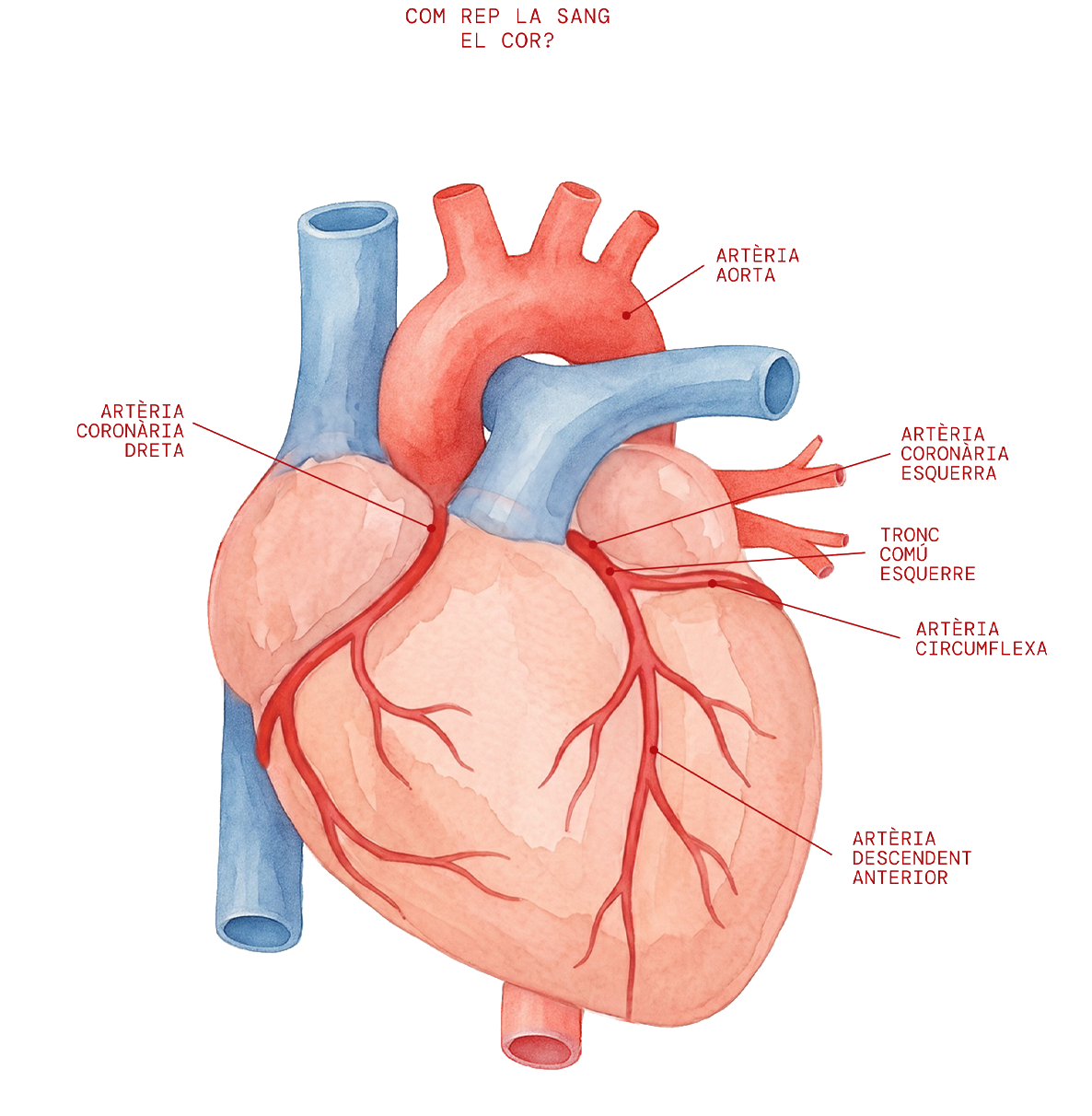 Parts del cor 3